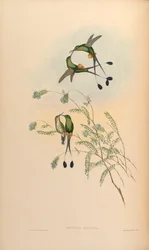 Spathura peruana = Ocreatus underwoodii peruanus